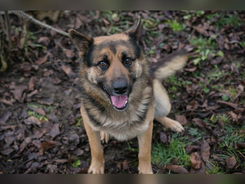 QUINTO - der menschenbezogene und aktive Rüde sucht eine hundeerfahrene Familie!