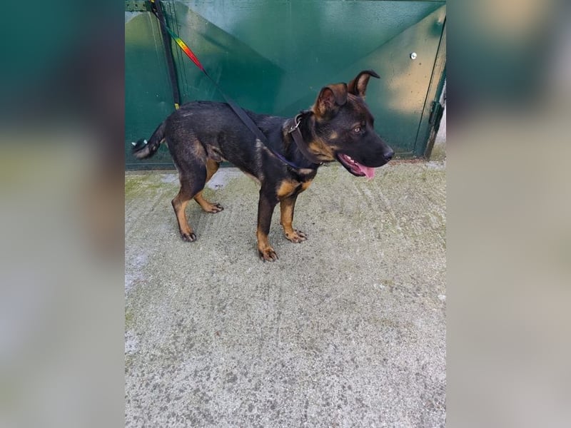 MONTY - der temperamentvolle und engagierte Rüde träumt von einer aktiven Familie!