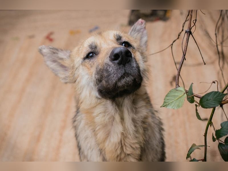 IRIS - wer schenkt mir sein Herz und zeigt mir, wie schön ein Hundeleben sein kann?