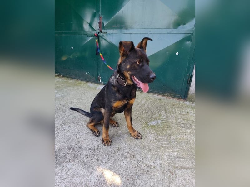 MONTY - der temperamentvolle und engagierte Rüde träumt von einer aktiven Familie!