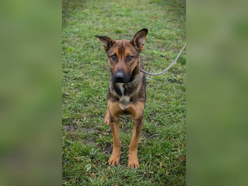 BUDDY - lernen, spielen, knuddeln, wer schenkt mir ein tolles Hundeleben?