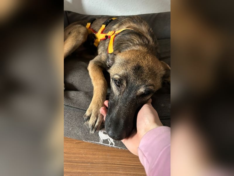 Welpe ZOE - der süße Wirbelwind sucht eine unternehmungslustige, konsequente Familie!