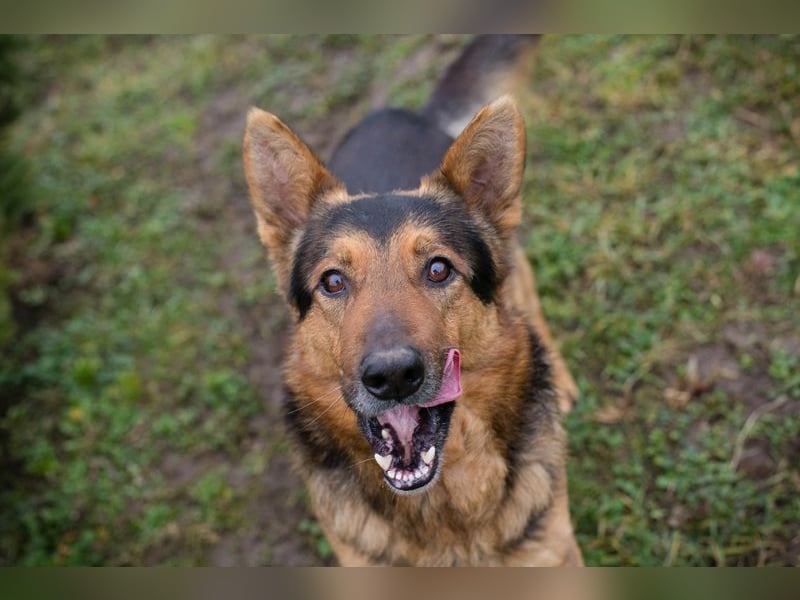 Chip-Nr. 276157 - ich möchte mit meinen Menschen zusammen die Welt entdecken!