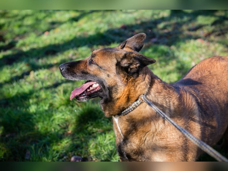 MAJA - ich suche eine liebe Familie, die mir zeigt, wie schön das Leben sein kann