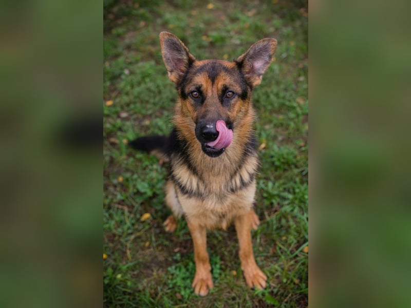 Chip Nr. 265479 - ich suche einen Namen und am liebsten auch gleich eine eigene Familie