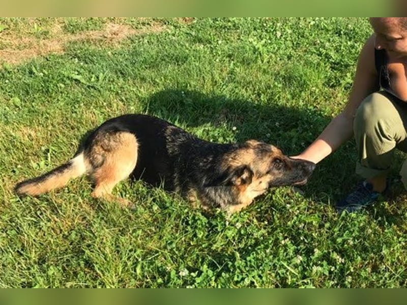 BELLA V - zurückhaltende, schüchterne Hündin sucht eine hundeerfahrene Familie, die ihr Zeit gibt