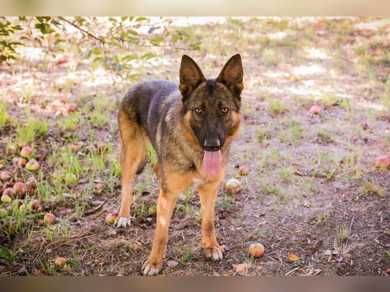 KESSY - die liebe, freundliche Hundedame sucht ein tolles Zuhause!