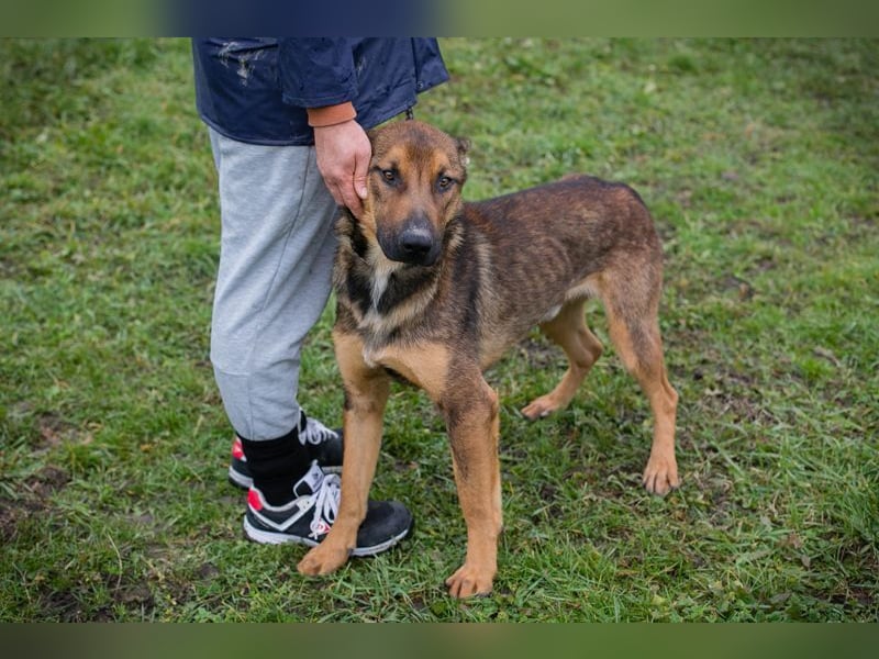BUDDY - lernen, spielen, knuddeln, wer schenkt mir ein tolles Hundeleben?