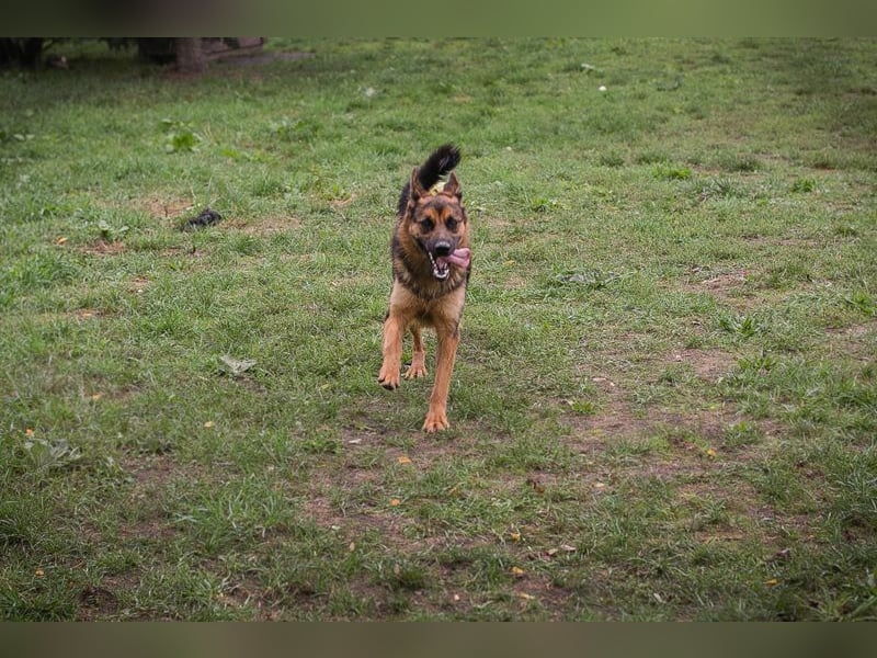 JÖRDI - die neugierige, muntere und aktive Hündin träumt von einem tollen Zuhause