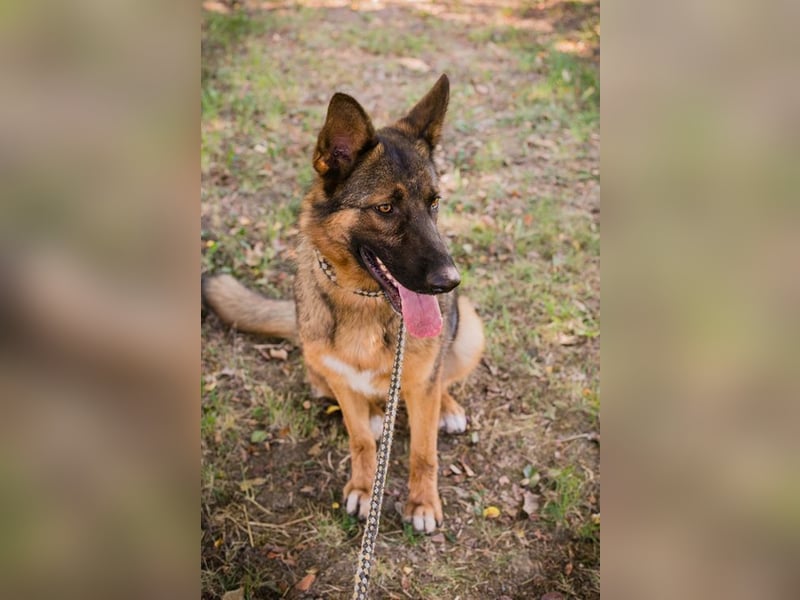 KESSY - die liebe, freundliche Hundedame sucht ein tolles Zuhause!