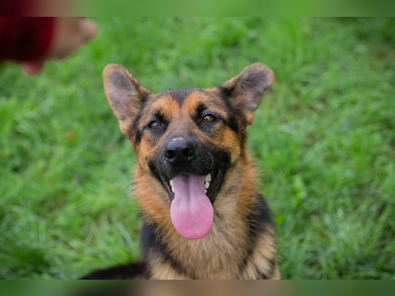 Chip Nr. 265479 - ich suche einen Namen und am liebsten auch gleich eine eigene Familie