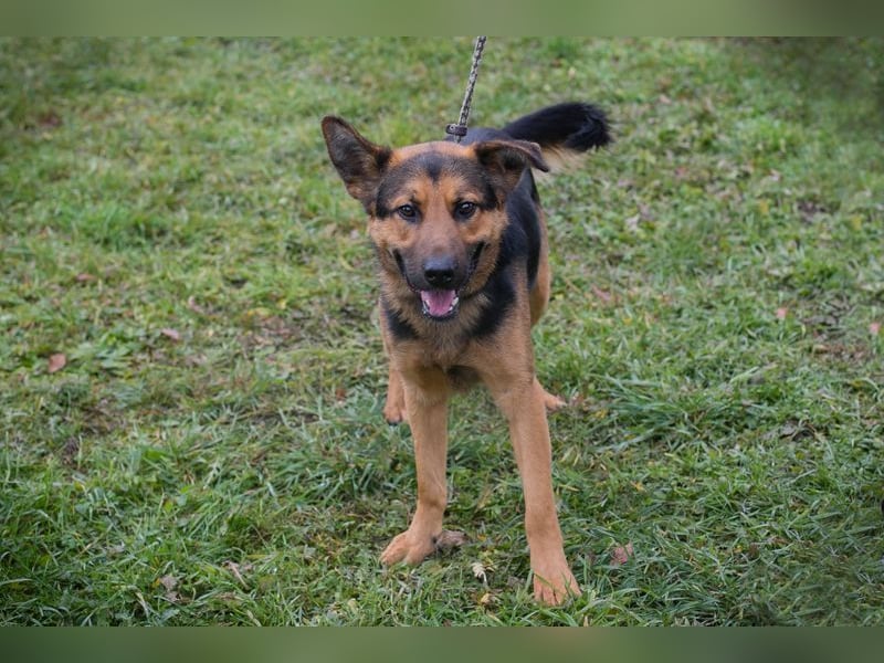 Chip-Nr. 265911 - ich freue mich darauf, mit meinen Menschen die Welt zu entdecken!