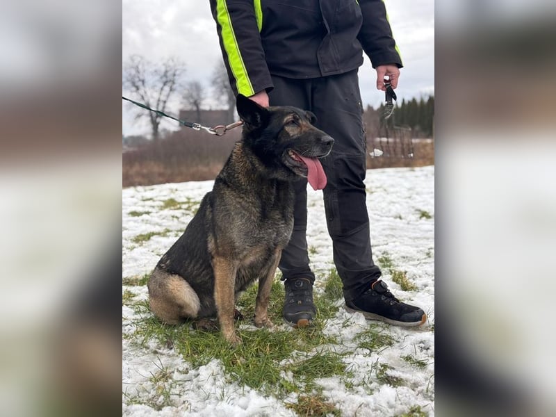 RENA - die intelligente und sanftmütige Hündin träumt von einem liebevollen Für-Immer Zuhause