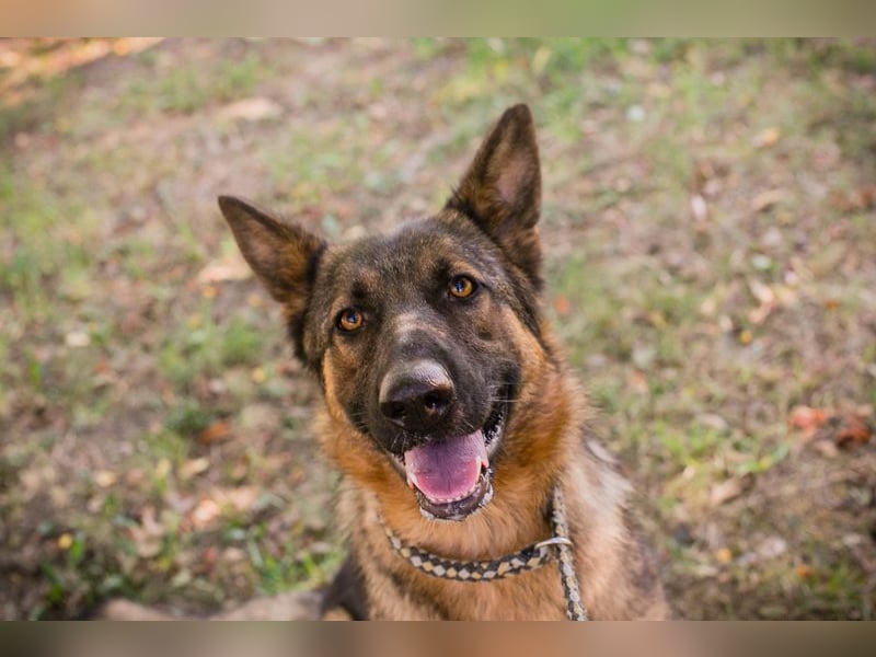 KESSY - die liebe, freundliche Hundedame sucht ein tolles Zuhause!