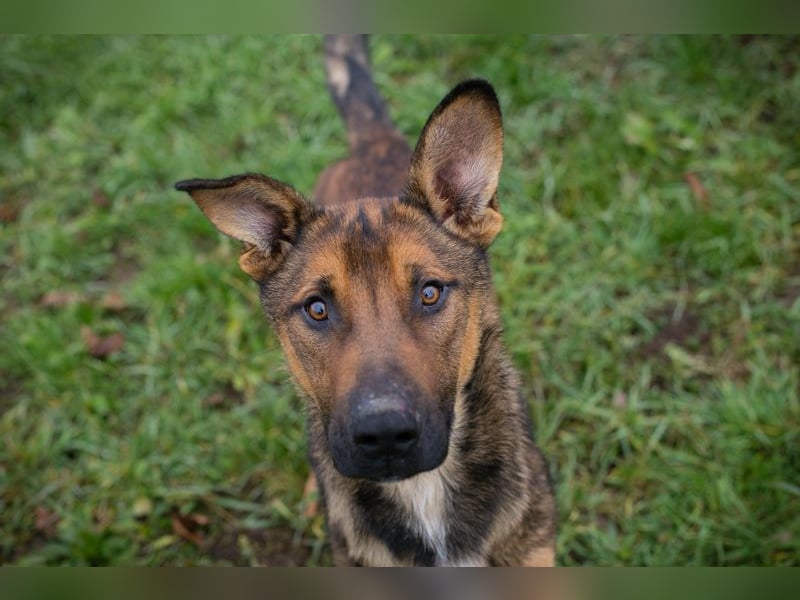 BUDDY - lernen, spielen, knuddeln, wer schenkt mir ein tolles Hundeleben?