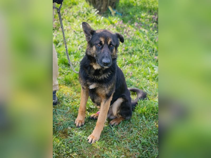 Chip-Nr. 257791 - der aktive und verspielte junge Rüde freut sich auf seine Menschen!