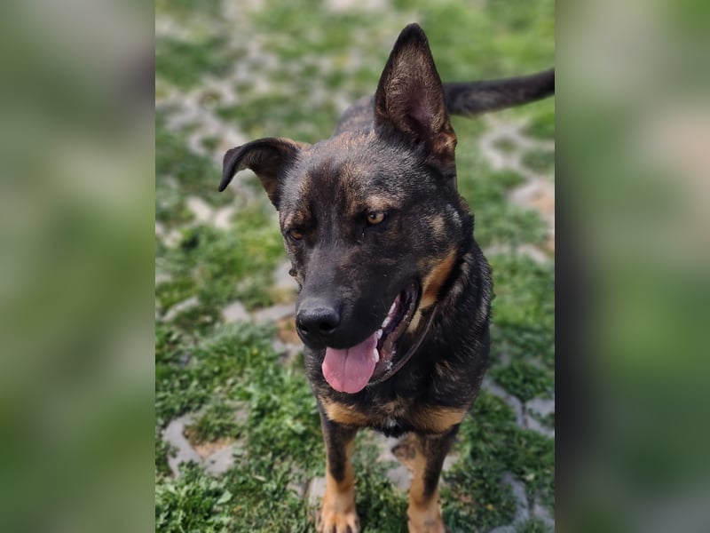 MONTY ist ein lebensfroher, temperamentvoller und aktiver Schäferhund (Mix)