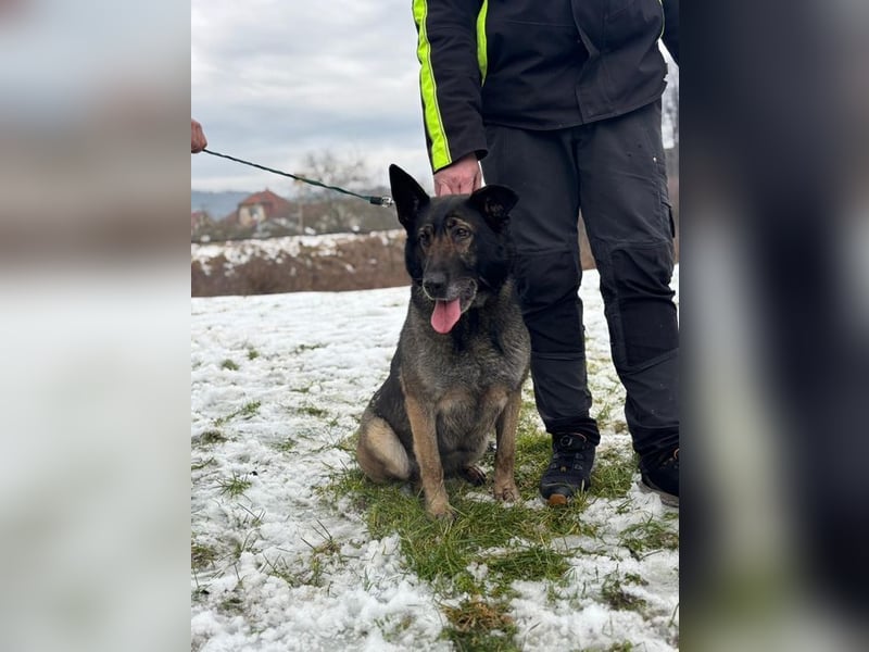 RENA - die intelligente und sanftmütige Hündin träumt von einem liebevollen Für-Immer Zuhause