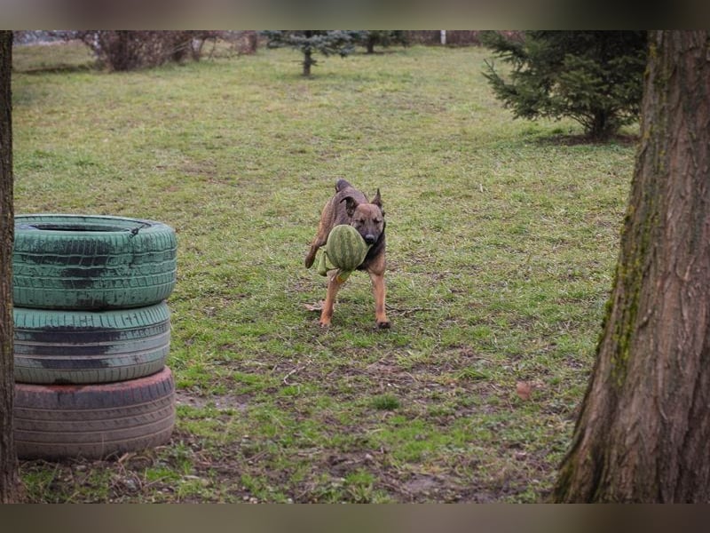 STELLA - Abenteuerlust, Spielfreude, Menschenliebe + eine ganze Menge Schönheit bringt die Maus mit!
