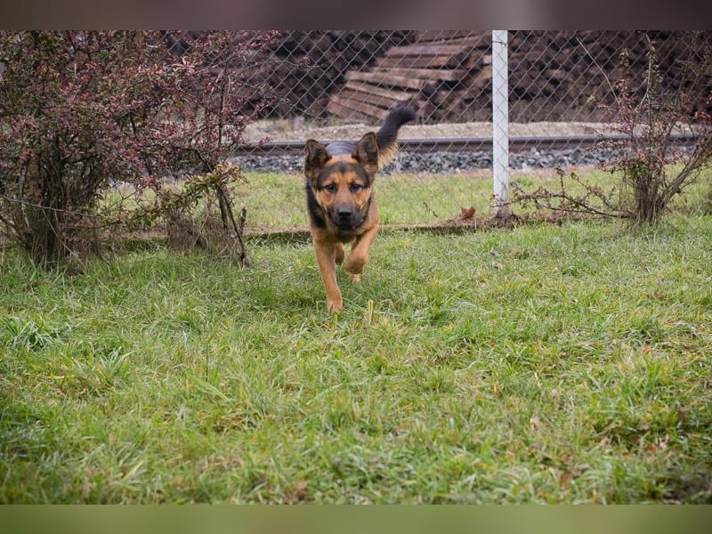 Chip-Nr. 265911 - ich freue mich darauf, mit meinen Menschen die Welt zu entdecken!