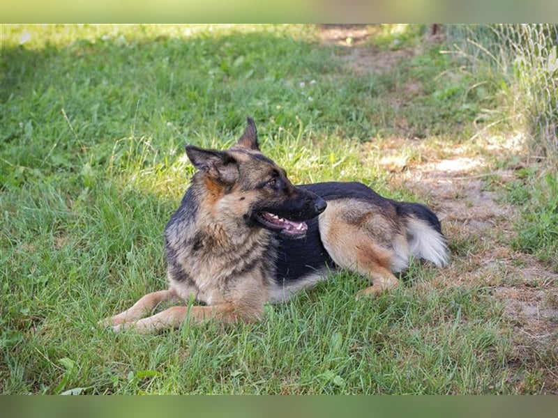 BELLA V - zurückhaltende, schüchterne Hündin sucht eine hundeerfahrene Familie, die ihr Zeit gibt