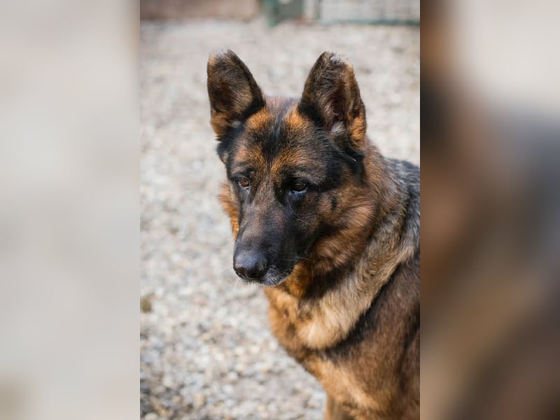 GIBSY - die nette und aktive Hündin schätzt Menschen sehr und ist motiviert zu lernen