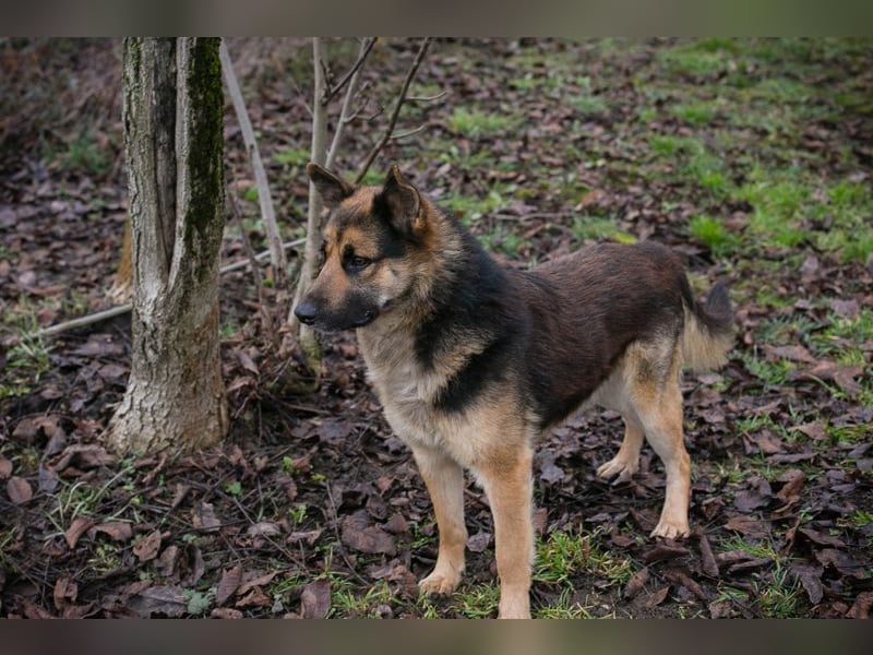QUINTO - der menschenbezogene und aktive Rüde sucht eine hundeerfahrene Familie!