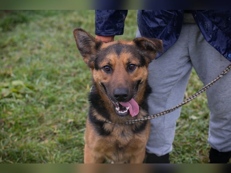 Chip-Nr. 265911 - ich freue mich darauf, mit meinen Menschen die Welt zu entdecken!