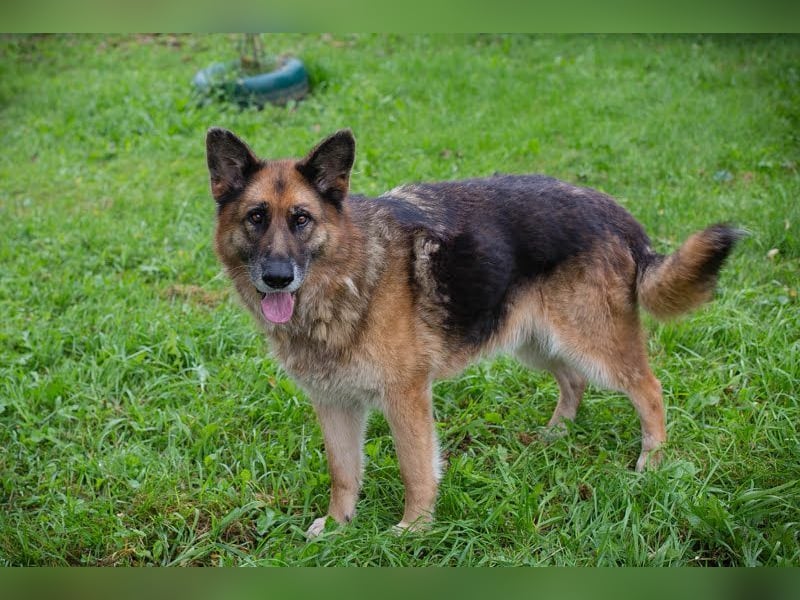 LOIC - der freundliche Balljunkie sucht eine unternehmungslustige Familie