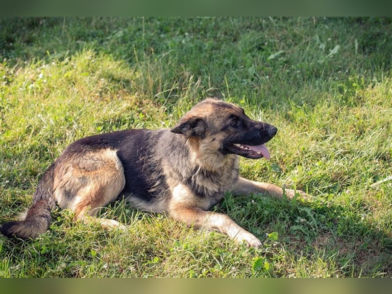 BELLA V - zurückhaltende, schüchterne Hündin sucht eine hundeerfahrene Familie, die ihr Zeit gibt