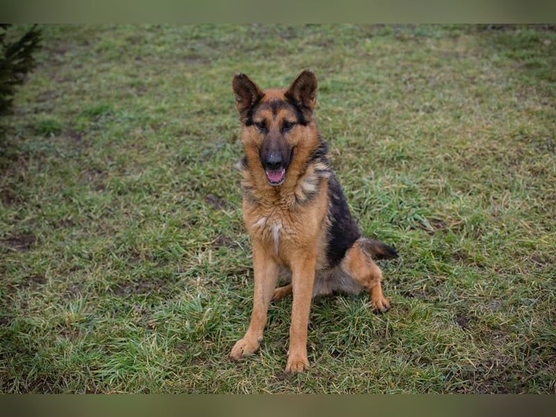 Chip-Nr. 256114 - Ich freue mich darauf, mit meinen Menschen die Welt zu entdecken!