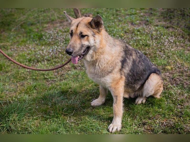 IRIS - wer schenkt mir sein Herz und zeigt mir, wie schön ein Hundeleben sein kann?