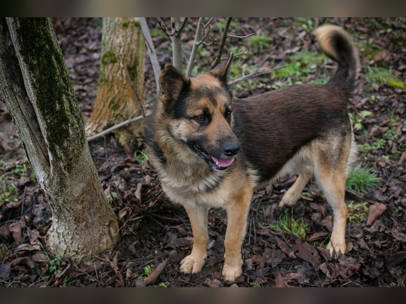 QUINTO - der menschenbezogene und aktive Rüde sucht eine hundeerfahrene Familie!