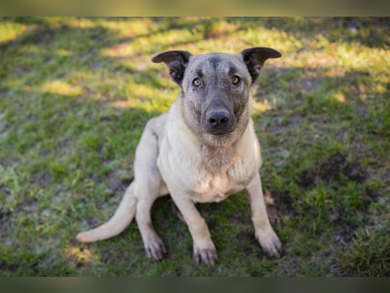 AMELIE - ich freue mich auf ein tolles Leben in meinem Für-Immer Zuhause