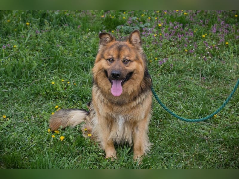 Chip-Nr. 256060 - der hübsche, soziale Rüde ist auf der Suche nach einer eigenen Familie