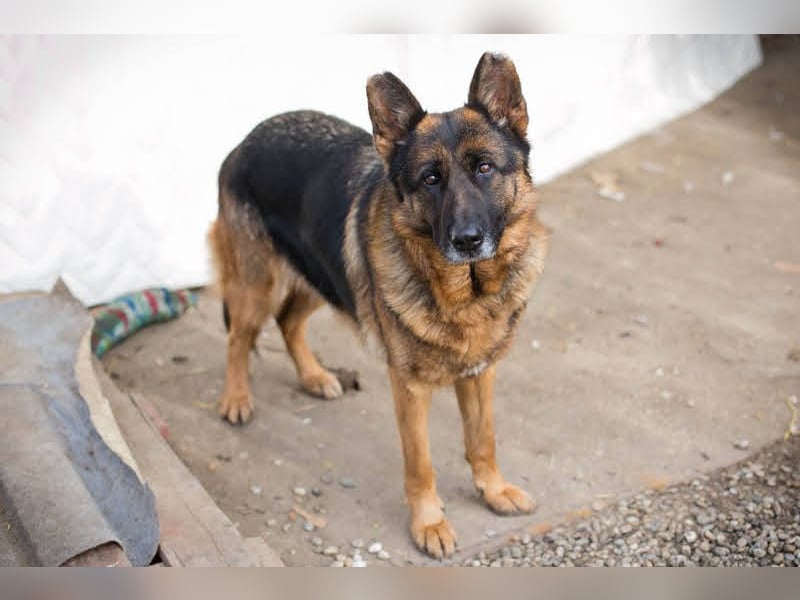 GIBSY - die nette und aktive Hündin schätzt Menschen sehr und ist motiviert zu lernen