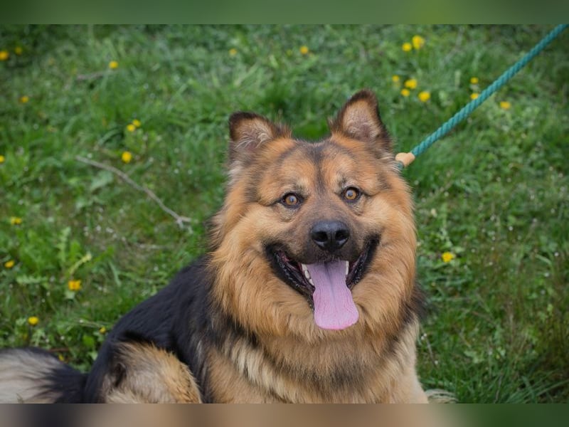 Chip-Nr. 256060 - der hübsche, soziale Rüde ist auf der Suche nach einer eigenen Familie