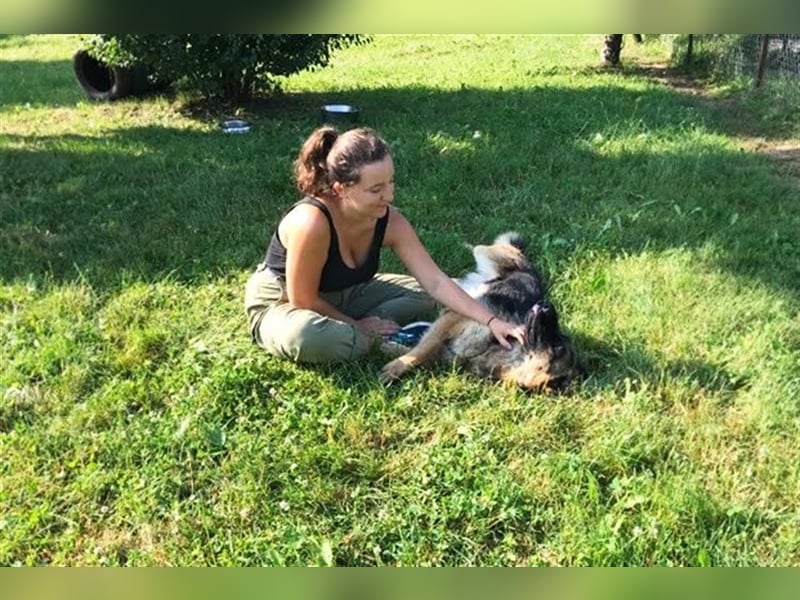 BELLA V - zurückhaltende, schüchterne Hündin sucht eine hundeerfahrene Familie, die ihr Zeit gibt