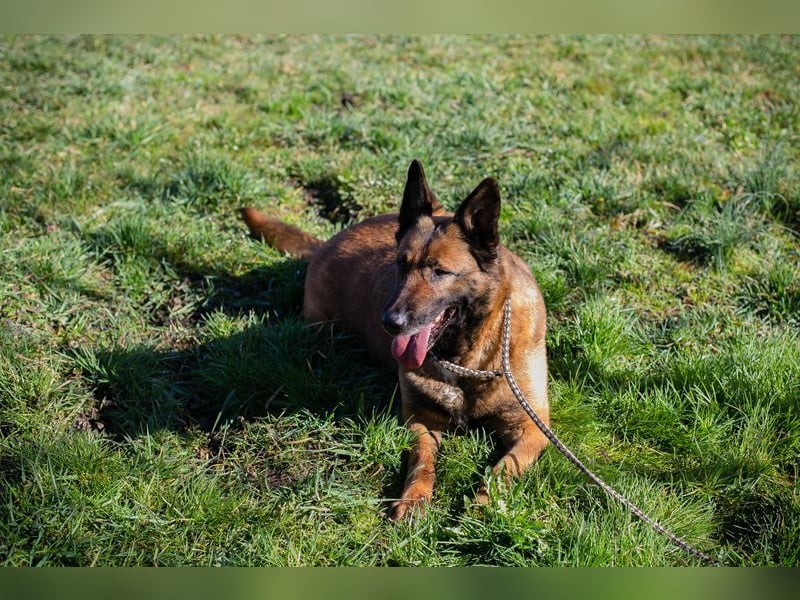 MAJA - ich suche eine liebe Familie, die mir zeigt, wie schön das Leben sein kann
