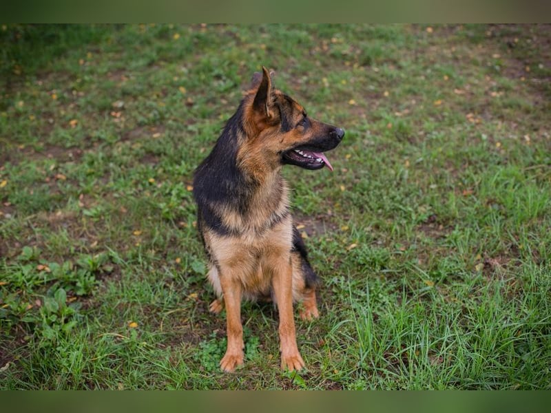 Chip Nr. 265479 - ich suche einen Namen und am liebsten auch gleich eine eigene Familie