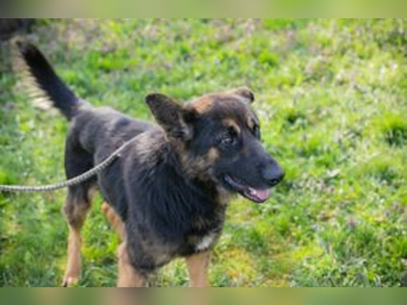 Chip-Nr. 257791 - der aktive und verspielte junge Rüde freut sich auf seine Menschen!