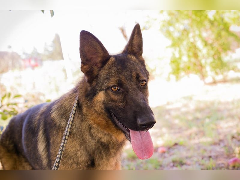 KESSY - die liebe, freundliche Hundedame sucht ein tolles Zuhause!