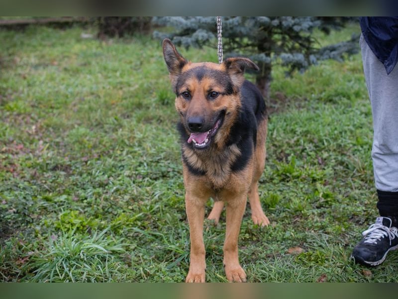 Chip-Nr. 265911 - ich freue mich darauf, mit meinen Menschen die Welt zu entdecken!