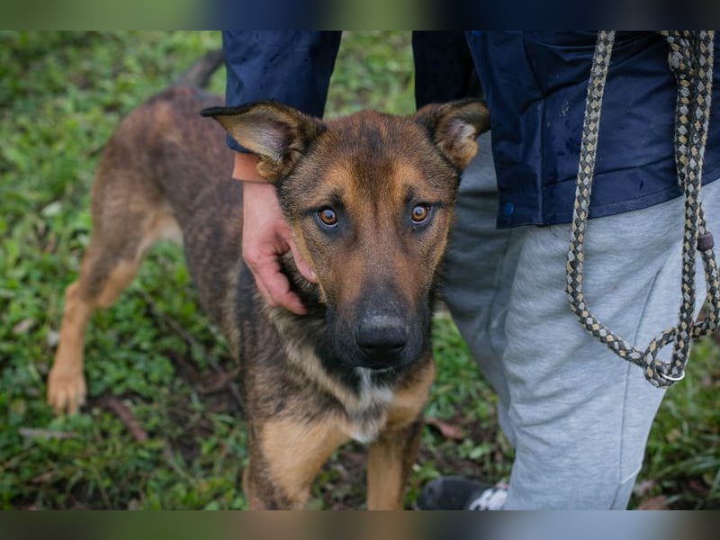 BUDDY -  lernen, spielen, knuddeln, wer schenkt mir ein tolles Hundeleben?