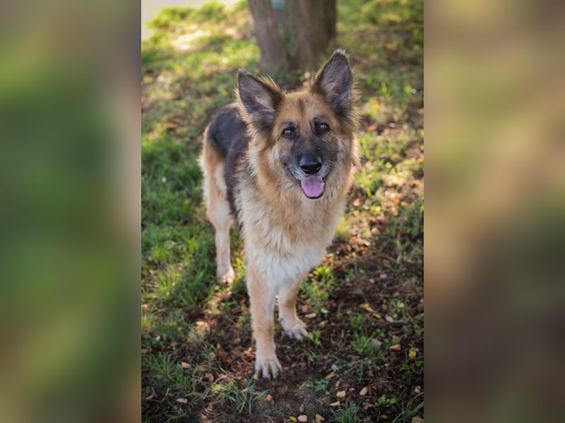 Schäferhündin ASHANTI benötigt noch etwas Hunde-Einmaleins und geht gerne spazieren