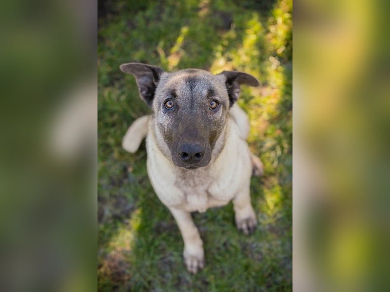 AMELIE - ich freue mich auf ein tolles Leben in meinem Für-Immer Zuhause