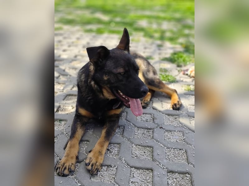 MONTY - der temperamentvolle und engagierte Rüde träumt von einer aktiven Familie!