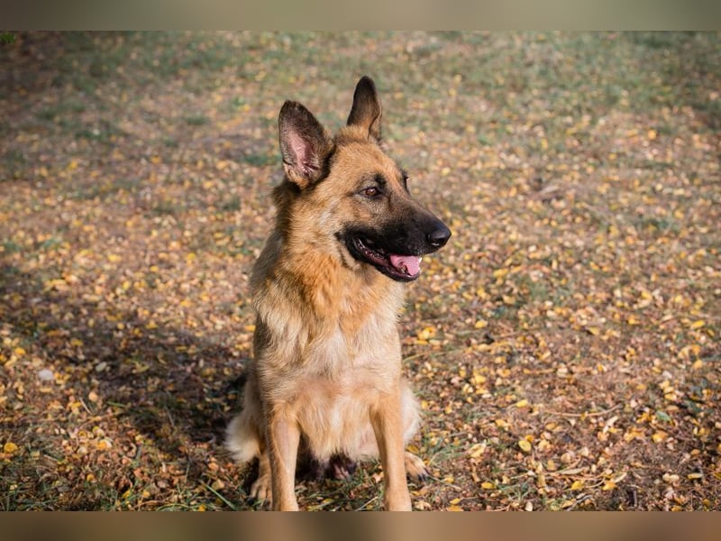 FENTE - die aktive Hündin freut sich auf tolle Abenteuer mit einer unternehmungslustigen Familie