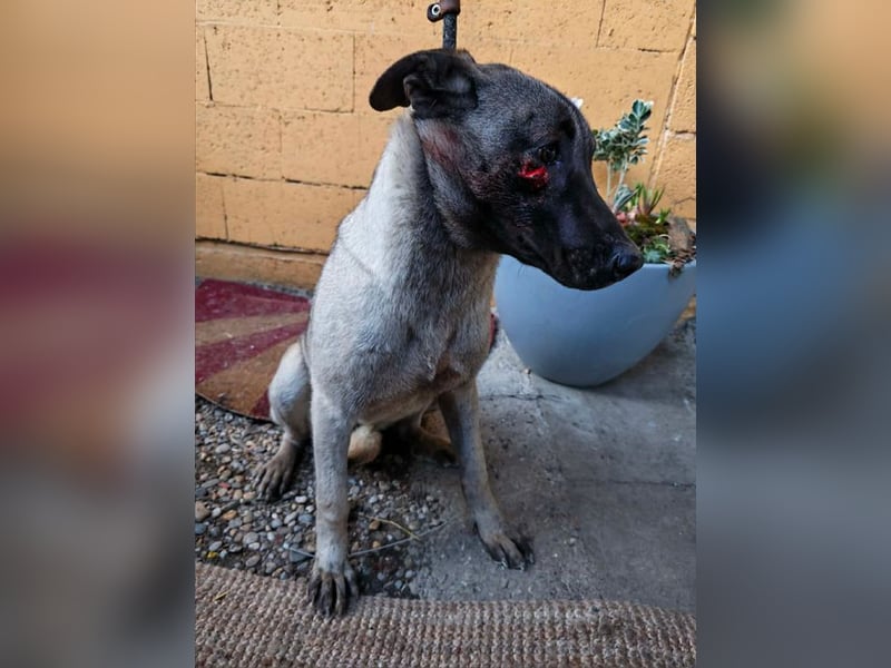 AMELIE - ich freue mich auf ein tolles Leben in meinem Für-Immer Zuhause