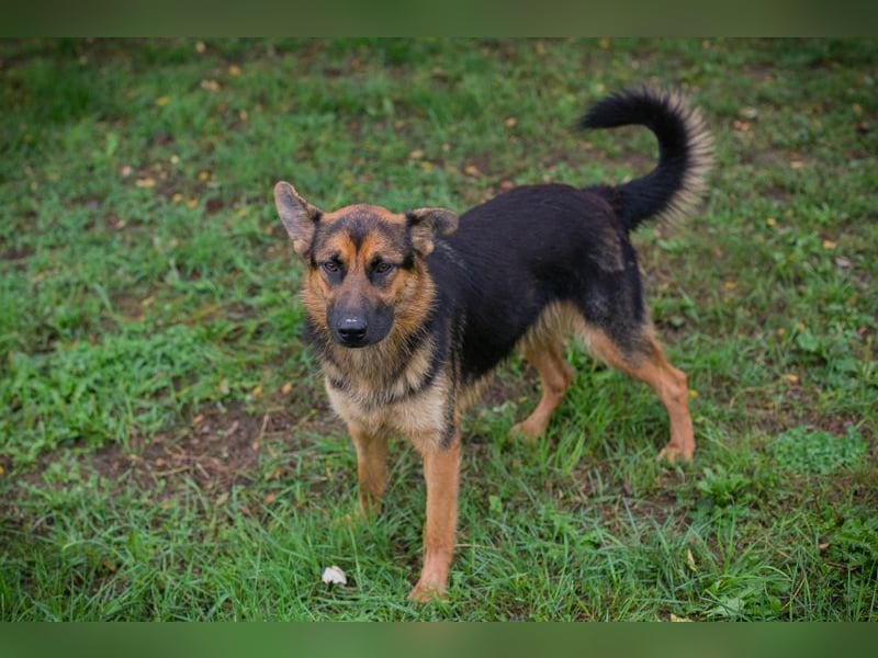 Chip Nr. 265479 - ich suche einen Namen und am liebsten auch gleich eine eigene Familie